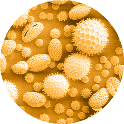 Microscope view of pollen-like allergen particles